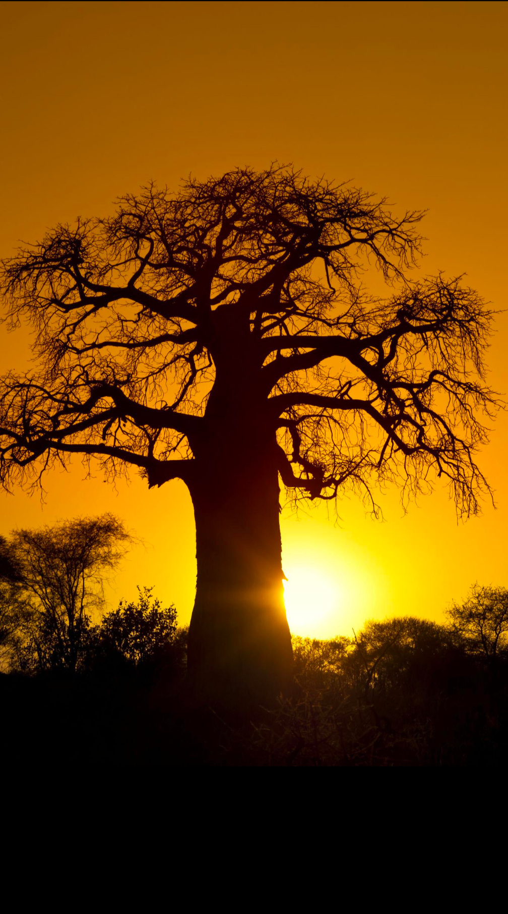 Baobab Renewal Facial Serum